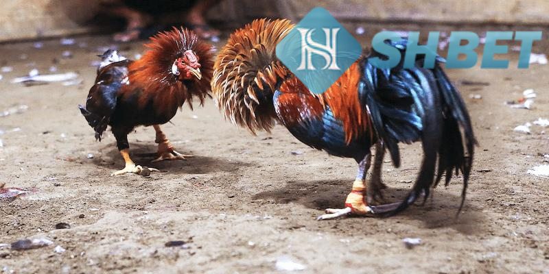 Chi tiết các quy trình tường thuật trực tiếp