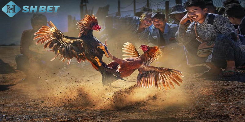 đá gà cựa sắt