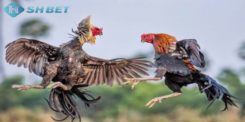 Tìm hiểu chung về đá gà tre là gì