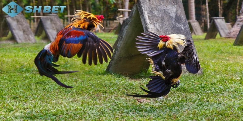 Kinh nghiệm đá gà cựa dao Tổng hợp kinh nghiệm đá gà cựa dao bất bại