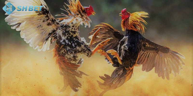 Cách soi kèo đá gà đơn giản cho người chơi 
