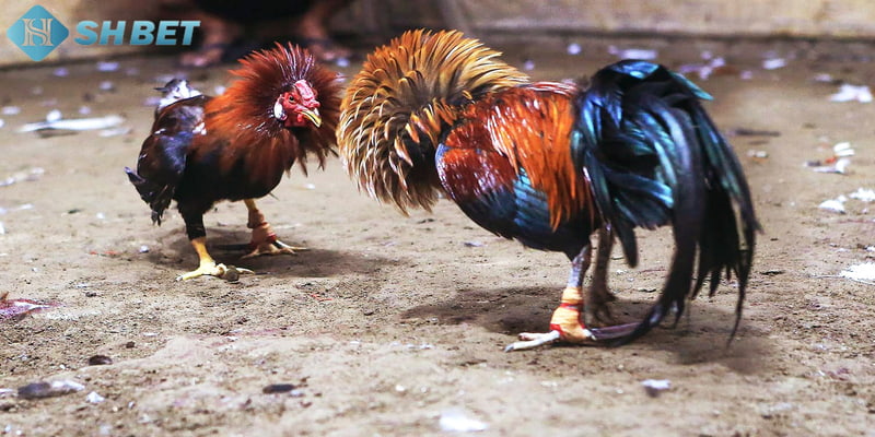 Tổng quát về soi kèo đá gà là gì?