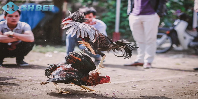 Trực tiếp đá gà C1