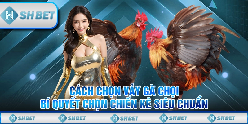 Cách Chọn Vảy Gà Chọi - Bí Quyết Chọn Chiến Kê Siêu Chuẩn