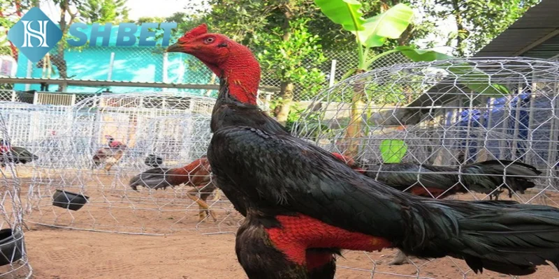 Những lợi ích hàng đầu mà tắm khô cho gà đá mang đến