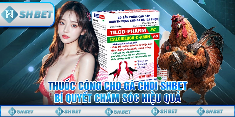 Thuốc Công Cho Gà Chọi SHBET - Bí Quyết Chăm Sóc Hiệu Quả