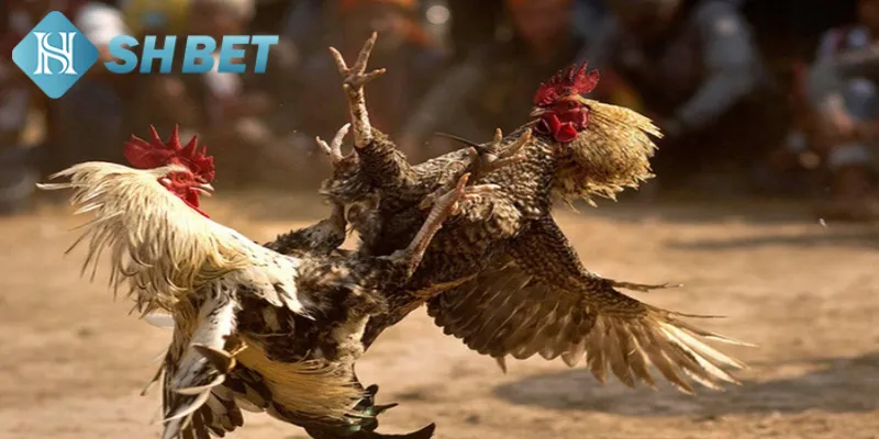 Tìm hiểu vài nét sơ lược về trận gà lịch sử 24 tỷ