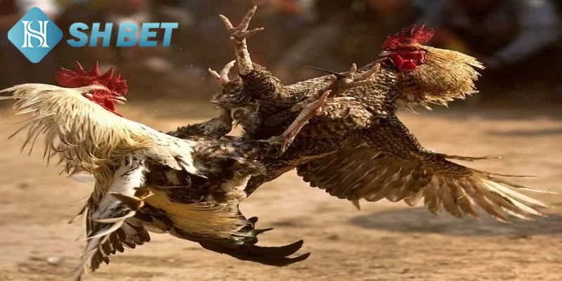 Một vài thông tin khái quát về hình thức đá gà cổ điển
