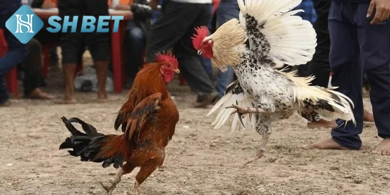 Các quy tắc cơ bản khi tham gia chọi gà cổ điển