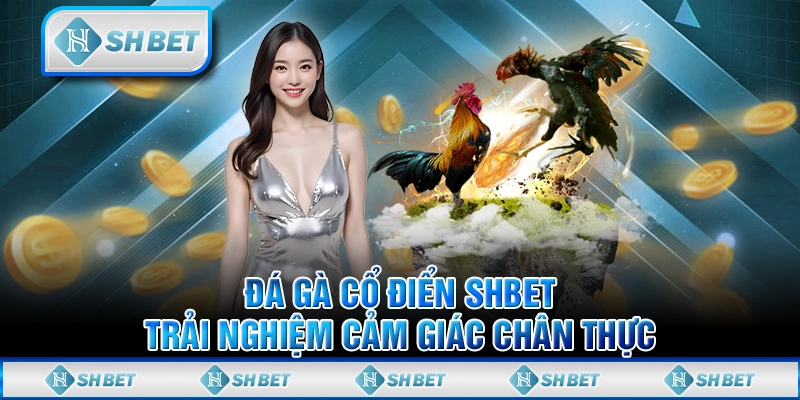 Đá Gà Cổ Điển SHBET - Trải Nghiệm Cảm Giác Chân Thực