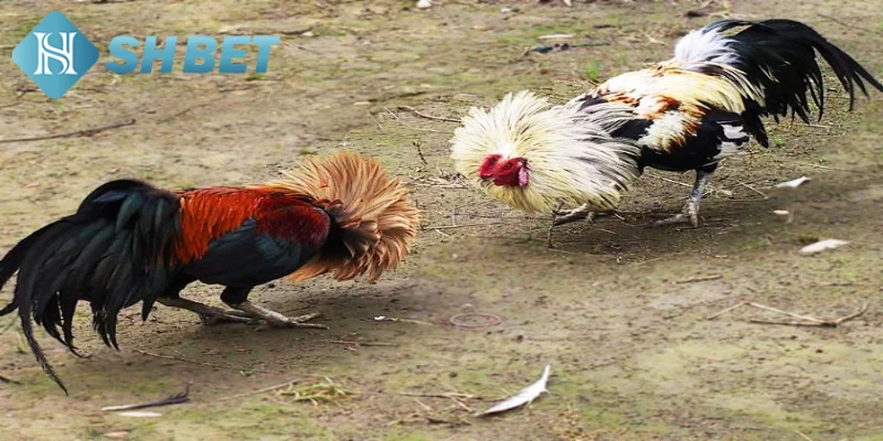 Giới thiệu vài nét khái quát về loại hình đá gà tre