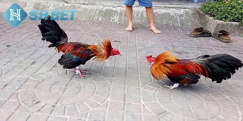 Chiến thuật thi đấu gà tre bất bại từ chuyên gia lâu năm