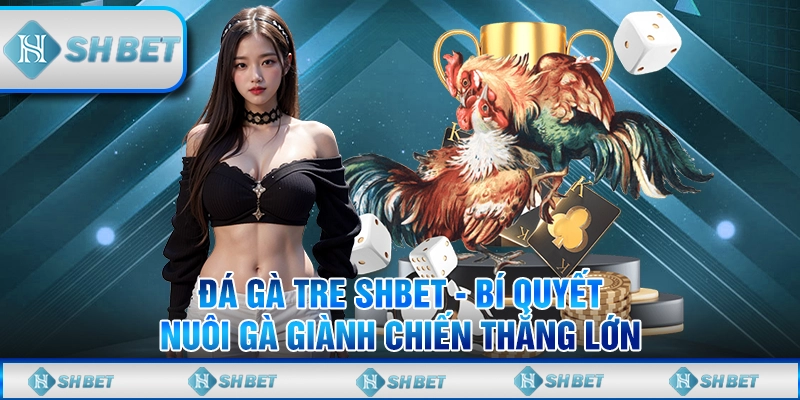 Đá Gà Tre SHBET - Bí Quyết Nuôi Gà Giành Chiến Thắng Lớn