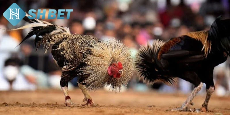 Chiến thuật tham gia đá gà trực tiếp C1 hiệu quả nhất