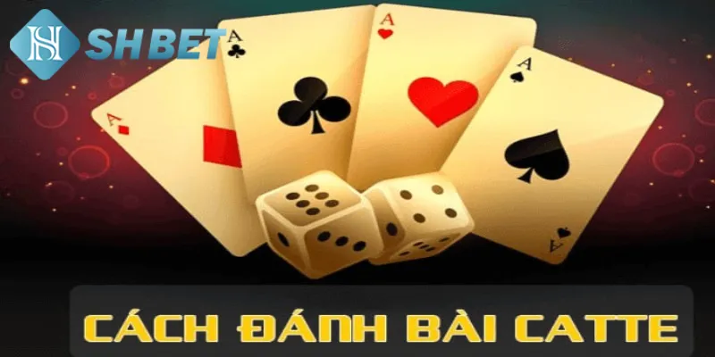 Bật mí cách chơi catte dễ thắng chi tiết cho người mới