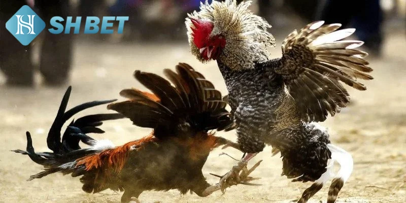 Một vài thông tin cơ bản cần biết về bộ môn đá gà Mỹ chiến