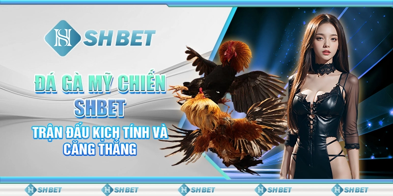 Đá Gà Mỹ Chiến SHBET – Trận Đấu Kịch Tính Và Căng Thẳng