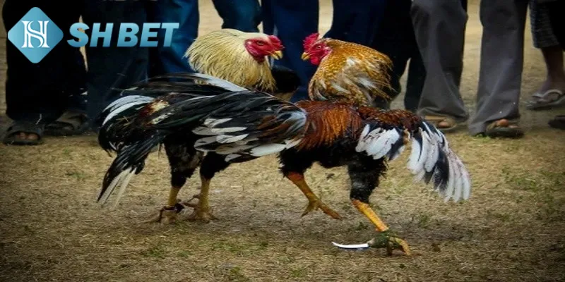 Khái quát một vài thông tin cơ bản về đá gà siêu hạng