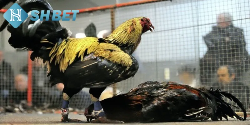 Ưu điểm khiến chọi gà sinh tử thu hút nhiều người yêu thích