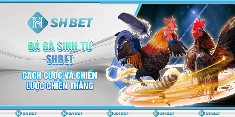 Đá Gà Sinh Tử SHBET - Cách Cược Và Chiến Lược Chiến Thắng