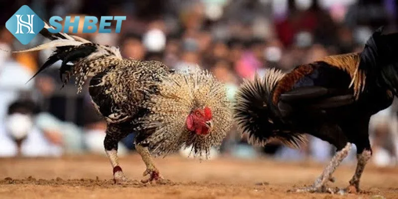 Các hình thức chọi gà tỷ phú được ưa chuộng hiện nay
