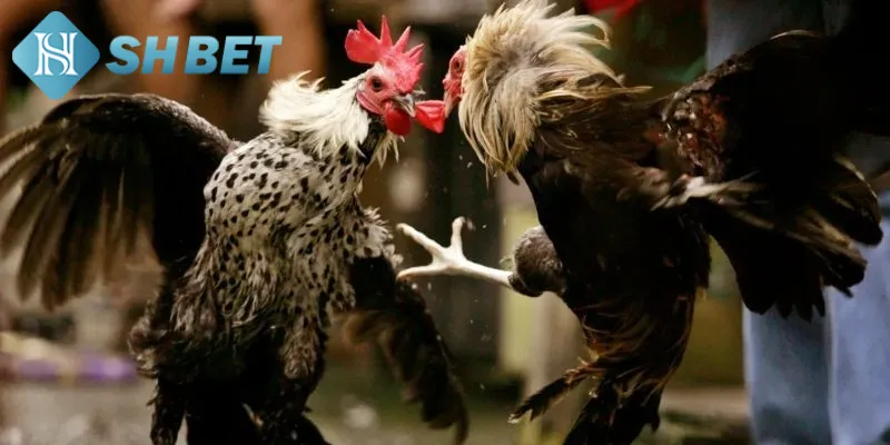 Quy định quan trọng cần biết khi chơi đá gà cựa sắt