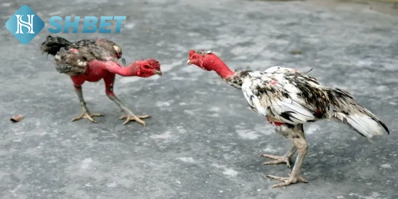 Khái quát đôi nét thông tin cơ bản về gà chọi Việt Nam