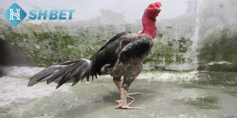 Cẩm nang chơi chọi chiến kê Việt Nam tăng tỷ lệ thắng
