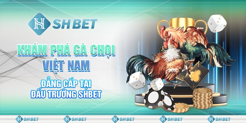 Khám Phá Gà Chọi Việt Nam Đẳng Cấp Tại Đấu Trường SHBET