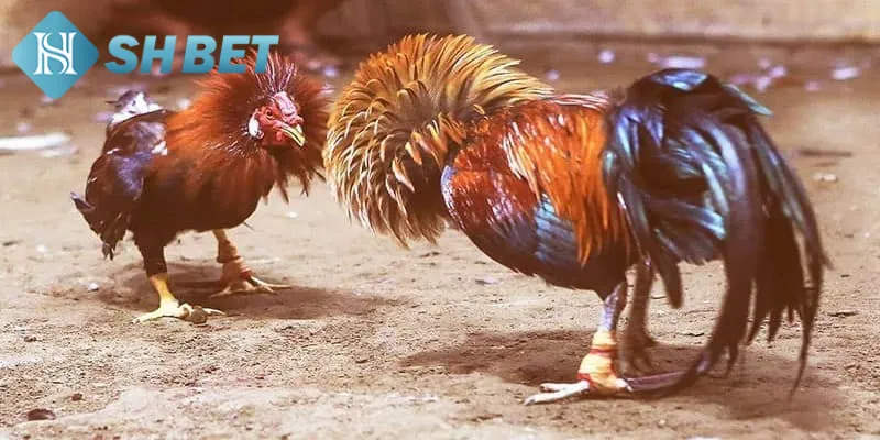 Thể thức thi đấu chọi gà tre chi tiết cho tân binh