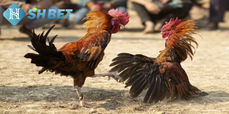 Hé lộ chiến lược đặt cược đấu trường gà đá tăng tỷ lệ thắng