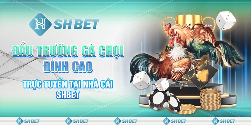 Đấu Trường Gà Chọi Đỉnh Cao Trực Tuyến Tại Nhà Cái SHBET
