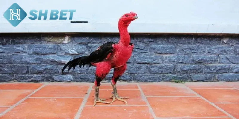Khái quát một vài thông tin cơ bản về gà chọi xứ Bắc