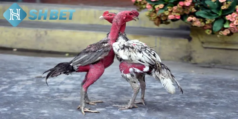Tổng hợp các đặc điểm nổi bật có ở chiến kê miền Bắc