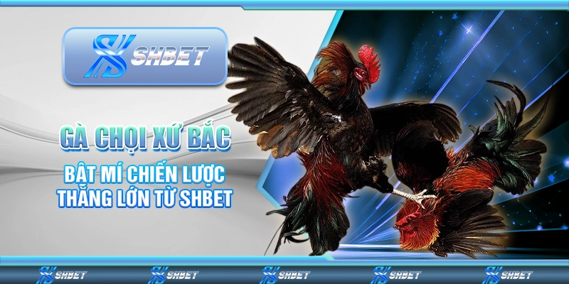 Gà Chọi Xứ Bắc - Bật Mí Chiến Lược Thắng Lớn Từ SHBET