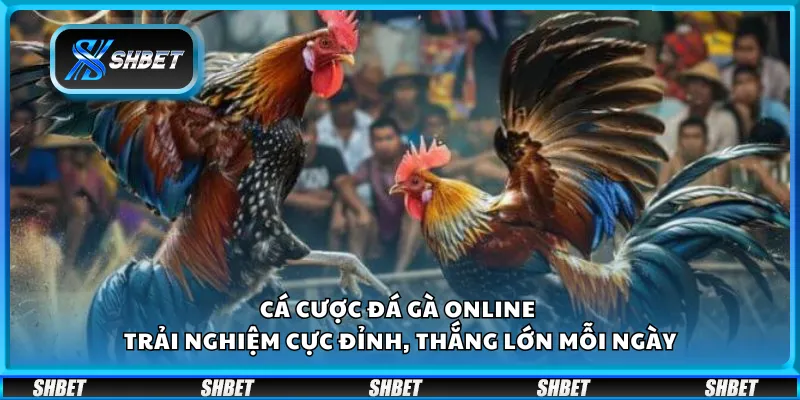 Cá cược đá gà online - Trải nghiệm cực đỉnh, thắng lớn mỗi ngày