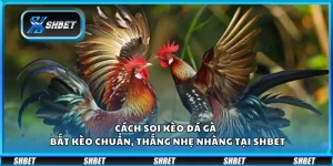Cách chơi Poker thắng lớn – Chiến thuật cao thủ áp dụng