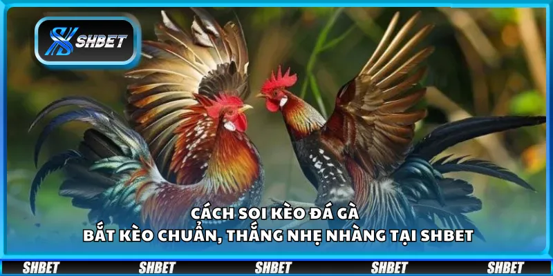 Cách chơi Poker thắng lớn – Chiến thuật cao thủ áp dụng