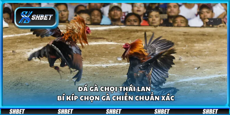 Đá gà chọi Thái Lan – Bí kíp chọn gà chiến chuẩn xác