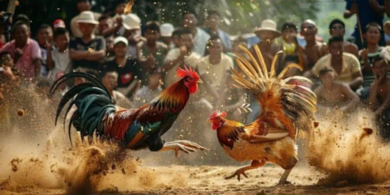 Khái quát chung về đá gà chọi Thái Lan